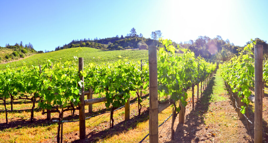 Vineyard Pano